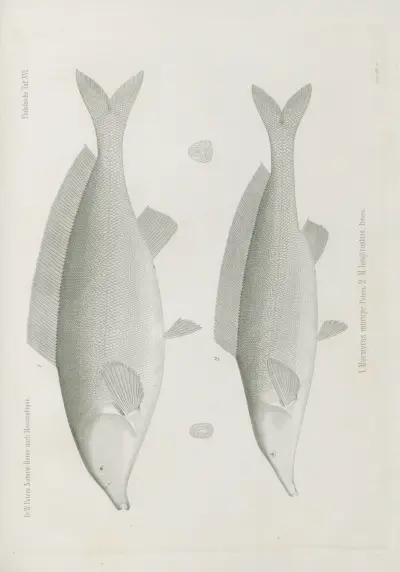 1. Mormyrus mucupe 2. M. longirostris, Wilhelm Karl Hartwich Peters