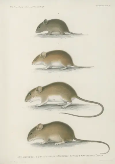 1. Mus microdon. 2. Mus arborarius. 3. Steatomys Krebsii. 4. Saccostomus fuscus av Wilhelm Karl Hartwich Peters