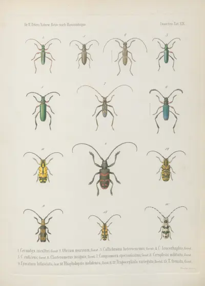 1. Mylabris serricornis 2. M. pruinosa 3. M. (Decatoma) catenata 4. M. (Dices) lanuginosa 5. Apoderus nigripes Brachycerus annulatus 7. B. congestus 8. Microcerus spiniger 9. Microcerus subcaudatus 10. Spartecerus quadratus 11. Siderodactylus flavescens 12. Mitophorus pruinosus 13. Alcides olivaceus 14. Leptobaris castaneus 15. Tetragonops fascicularis, Wilhelm Karl Hartwich Peters