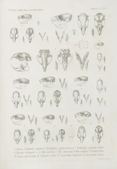 1. Myoxus … murinus. 2. Heliophobius argenteocinereus. 3. Bathyergus caecutiens Brants. 4…, Wilhelm Karl Hartwich Peters