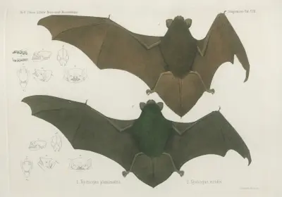 1. Nycticejus planirostris. 2. Nycticejus viridis, Wilhelm Karl Hartwich Peters