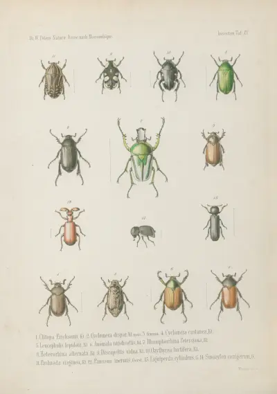1. Onthophagus auriculatus, 2. O. anomalus, 3. O. tenuicornis, 4. O. crucifer, 5. O. flavolimbatus, 6. O. castaneus, 7. O. nitidulus, 8. Aphodius dorsalis, 9. A. connexus, 10. A. cruentus, 11. A. circumdatus, 12. A. opatroides, 13. Temnorhynchus clypeatus, mas. 14. Femina., Wilhelm Karl Hartwich Peters
