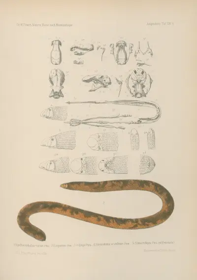 1. Onychocephalus 2. O. riparius 3. O. dinga 4. Stenostoma scutifrons 5. S. macrolepis (ex Venezuela), Wilhelm Karl Hartwich Peters