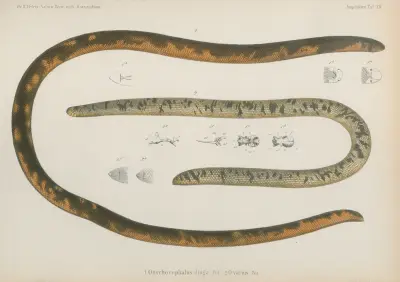 1. Onychocephalus dinga, 2. O. varius, Wilhelm Karl Hartwich Peters