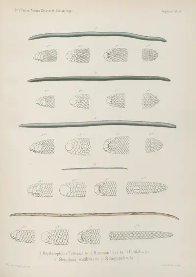 1. Onychocephalus Tettensis 2. O. mossambicus. 3. O. trilobus. 4. Stenostoma scutifrons. 5. St. longicaudum, Wilhelm Karl Hartwich Peters