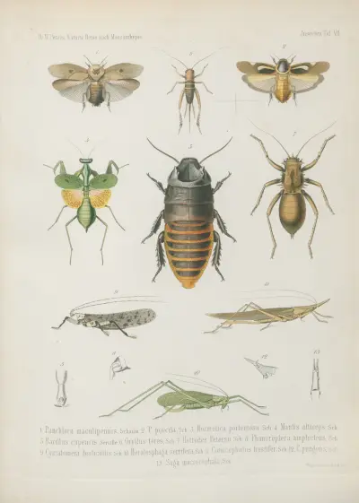 1. Palpares citrinus 2. P. moestus 3. P. tristis, Wilhelm Karl Hartwich Peters