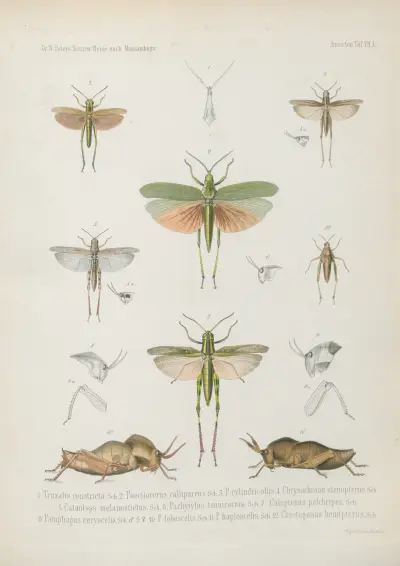 1. Panchlora maculipennis 2. P. poecila 3. Hormetica portentosa 4. Mantis alticeps 5. Bacillus carpensis 6. Gryllus teres 7. Hetrodes Petersii 8. Phaneroptera amplectens 9. Cymatomera denticollis 10. Horatosphaga serrifera 11. Conocephalus hastifer 12. C. pungens 13. Saga macrocephala, Wilhelm Karl Hartwich Peters