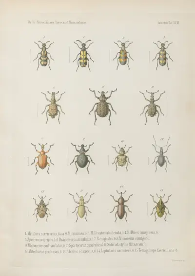1. Phanerotoma scabricolle 2. Ph. carbonarium 3. Micrantereus costatus 4. Emyon caelatus 5. Anchophthalmus dentipes 6. Cossyphus grandicollis 7. Dinoscelis Passerinii. 8. Himatismus buprestoides 9. Lagria aeruginea 10. Lytta lorigera 11. Mylabris tricolor 12. M. Tettensis 13. M. bizonata 15. M. tristigma, Wilhelm Karl Hartwich Peters
