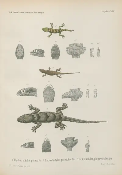 1. Phyllodactylus pictus 2. Pachydactylus punctatus 3. Hemidactylus platycephalus, Wilhelm Karl Hartwich Peters
