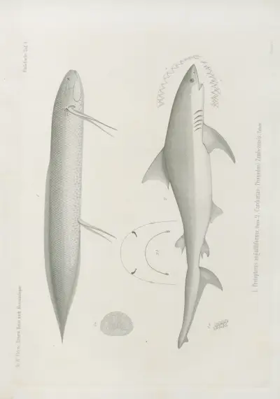 1. Protopterus anguilliformis 2. Carcharias (Prionodon) Zambezensis, Wilhelm Karl Hartwich Peters