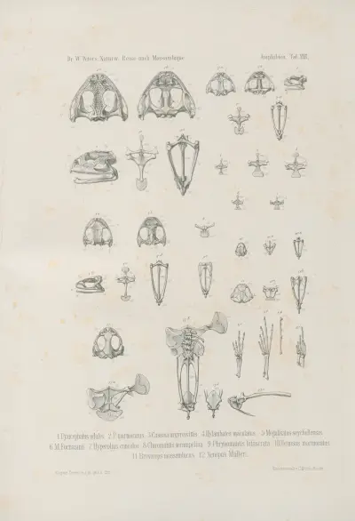 1. Pyxicephalus edulis. 2. P. marmoratus. 3. Cassina argyreivittis. 4. Hylambates maculatus. 5. Megalixalus seychellensis. 6. M. Fornasinii. 7. Hyperolius concolor. 8. Chiromantis xerampelina. 9. Phrynomantis bifasciata. 10. Hemisus marmoratus. 11. Breviceps mossambicus. 12. Xenopus Mülleri., Wilhelm Karl Hartwich Peters