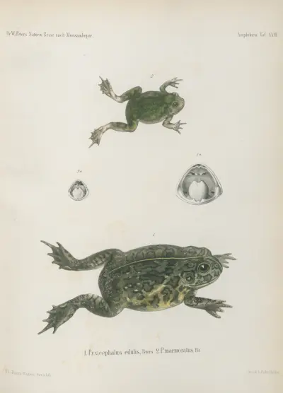 1. Pyxicephalus edulis 2. P. marmoratus, Wilhelm Karl Hartwich Peters
