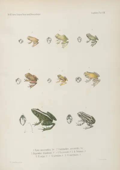 1. Rana mossambica 2. Cystignathus argyreivittis 3. Hyperolius granulosus, 4. H. flavoviridis, 5. H. Tettensis, 6. H. argus, 7. H. taeniatus, 8. H. marginatus, Wilhelm Karl Hartwich Peters