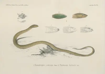 1. Rhamphiophis rostratus. 2. Thelotornis Kirtlandii, Wilhelm Karl Hartwich Peters