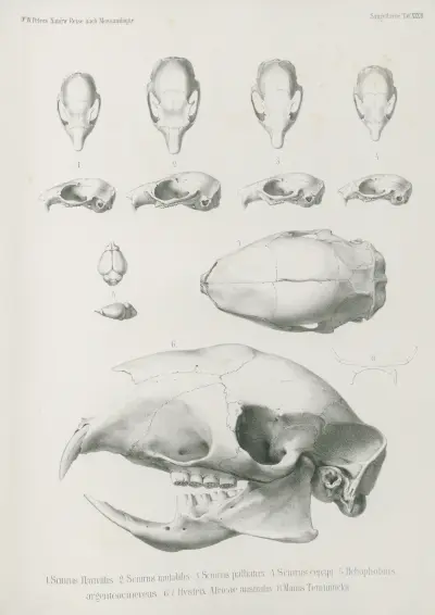 1. Sciurus flavivittis. 2. Sciurus mutabilis. 3. Sciurus palliatus. 4. Sciurus cepapi. 5. Heliophobius argenteocinereus. 6. 7. Hystrix Africae australis. 8. Manis Temminchii, Wilhelm Karl Hartwich Peters
