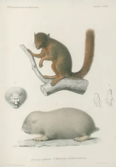 1. Sciurus palliatus. 2. Bathyergus argenteocinereus, Wilhelm Karl Hartwich Peters