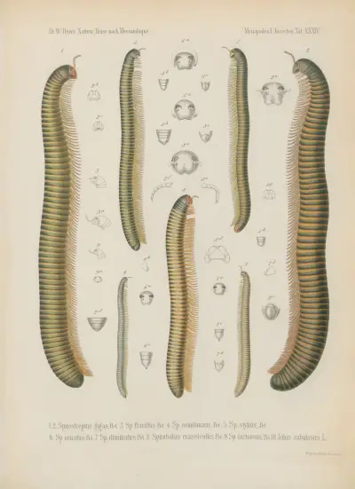 1. Scolopendra Mossambica 2. Sc. brachypoda 3. Trematoptychus afer 4. Geophilus bilineatus 5. Strongylosoma aculeatum 6. Eurydesmus Mossambicus 7. E. oxygonus av Wilhelm Karl Hartwich Peters