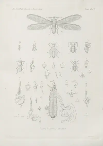 1. Sphaerocoris pardalinus Schaum. 2. Agonoscelis brachyptera 3. Strachia angularis 4. Cimex cincticollis 5. Mictis vidua 6. Alydus proletarius 7. Gonocerus crenicollis 8. Lestomerus aeneicollis 9. Centraspis Petersii 10. Appasus nepoides 11. Eutropistes callifer 12. Cicada neurosticta, Wilhelm Karl Hartwich Peters
