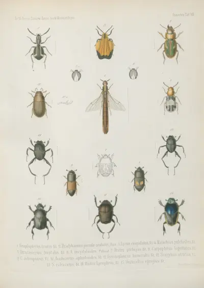 1. Sternocera luctifera, 2. St. monacha, 3. Julodis splendens, 4. Chrysodema limbata, 5. Buprestis perspicillata, 6. B. amaurotica, 7. B. proxima, 8. B. ophthalmica, 9. B. consobrina, 10. B. pupillata, 11. B. pyritosa, 12. B. aliena, 13. Belionota reticulata, 14. B. nervosa,, Wilhelm Karl Hartwich Peters
