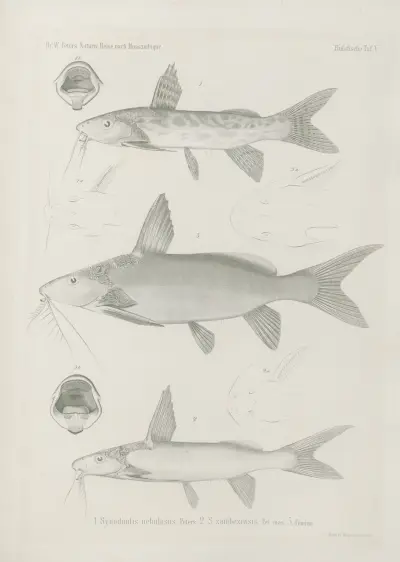 1. Synodontis nebulosus 2. S. zambezensis 3. Femina, Wilhelm Karl Hartwich Peters