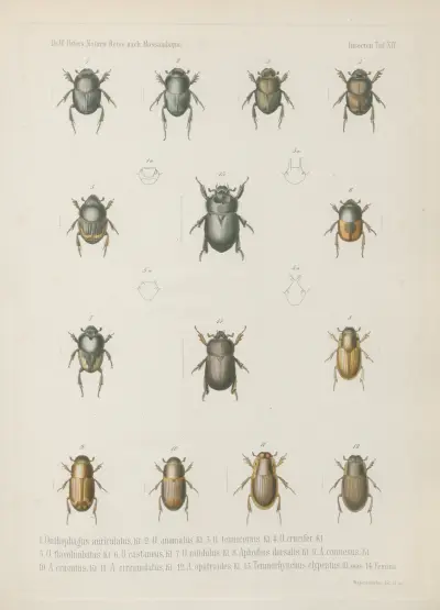 1. Tragiscus dimidiatus, mas. 2. Femina. b. maxilla. c. mentum. d. pes posticus. e. antenna. 3. Heliocopris Japetus, mas. 4. Fem. 5. Copris Rhinoceros, mas. 6. Fem. 7. C. platycera, 8. C. Elphenor, mas. 9. Fem. 10. C. Bootes, 11. Onthophagus pyramidalis, 12. O. rangifer, mas., Wilhelm Karl Hartwich Peters