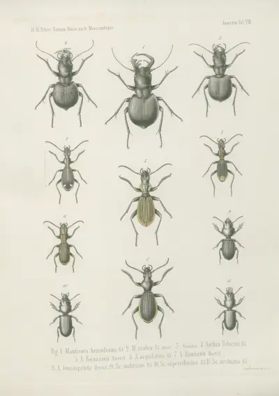 1. Truxalis constricta 2. Poecilocerus callipareus 3. P. cylindricollis. 4. Chrysochraon stenopterus 5. Catantops melanostictus 6. Pachytylus tenuicornis 7. Caloptenus pulchripes 8. Pamphagus euryscelis 9. 10. P. loboscelis 11. P. haploscelis 12. Chrotogonus hemipterus, Wilhelm Karl Hartwich Peters