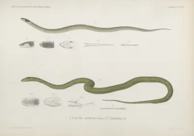 1. Uriechis nigriceps, 2. U. lunulatus, Wilhelm Karl Hartwich Peters