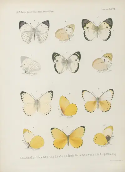 1. Zographus aulicus, Bert. 2. Z. hieroglyphicus 3. Phrissoma giganteum. Guerin. 4. Oberea scutellaris 5. O. pallidula 6. Sagra festiva 7. Clythra Tettensis 8. Acolastus callosus 9. Ceralces ferrugineus 10. Polysticta confluens 11. Plagiodera egregia 12. Cerochroa ruficeps 13. Galleruca festiva 14. G. divisa 15. Monolepta discoidea 16. Diamphidia femoralis, Wilhelm Karl Hartwich Peters