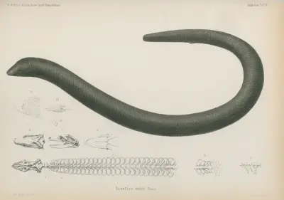 Acontias niger av Wilhelm Karl Hartwich Peters