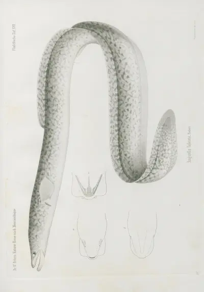 Anguilla labiata, Wilhelm Karl Hartwich Peters
