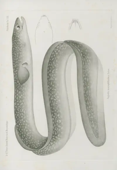 Anguilla macrophthalma, Wilhelm Karl Hartwich Peters