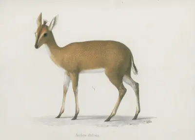 Antilope altifrons, Wilhelm Karl Hartwich Peters