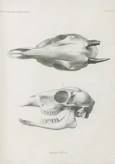 Antilope altifrons, Wilhelm Karl Hartwich Peters