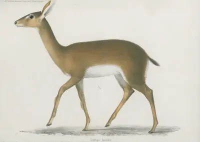 Antilope hastata av Wilhelm Karl Hartwich Peters