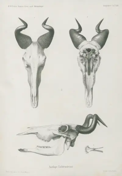 Antilope Lichtensteinii., Wilhelm Karl Hartwich Peters