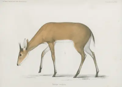 Antilope ocularis av Wilhelm Karl Hartwich Peters