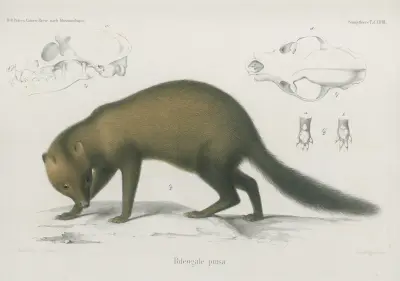 Bdeogale puisa, Wilhelm Karl Hartwich Peters