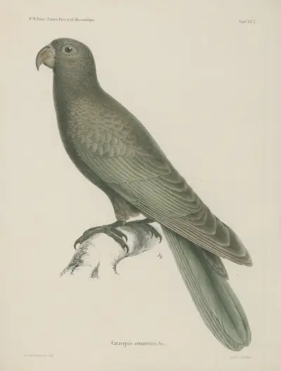 Caracopsis comorensis av Wilhelm Karl Hartwich Peters