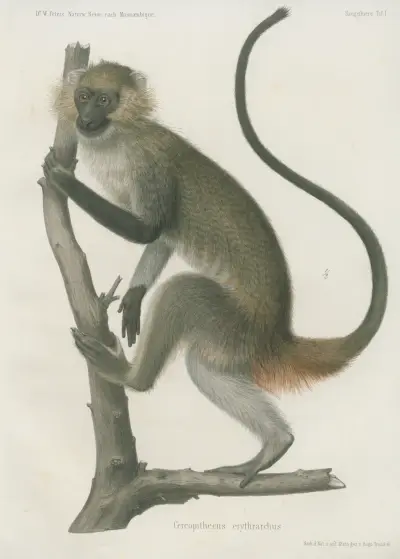Cercopithecus erythrarchus, Wilhelm Karl Hartwich Peters