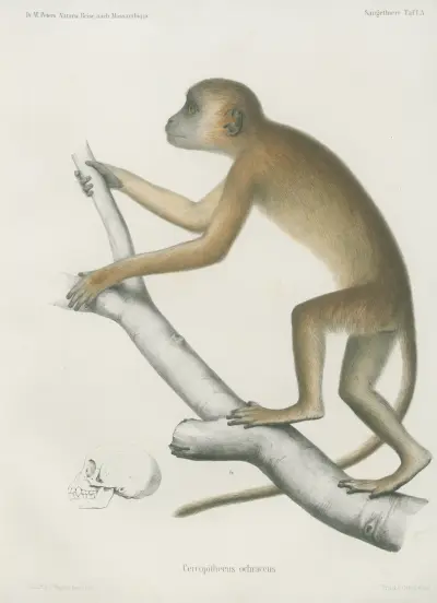 Cercopithecus ochraceus, Wilhelm Karl Hartwich Peters