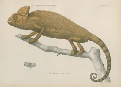 Chamaeleo calcarifer, Wilhelm Karl Hartwich Peters