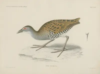 Crex egregia av Wilhelm Karl Hartwich Peters