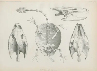 Cycloderma frenatum, 1852 – nr 2 av Wilhelm Karl Hartwich Peters