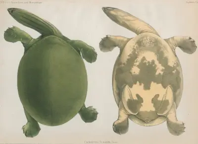 Cycloderma frenatum, 1852 – Nr. 1, Wilhelm Karl Hartwich Peters