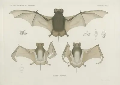 Dysopes limbatus, Wilhelm Karl Hartwich Peters