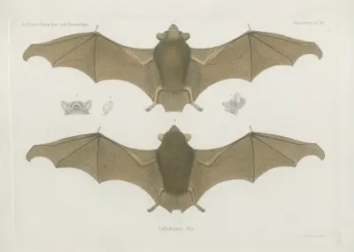 Emballonura afra, Wilhelm Karl Hartwich Peters
