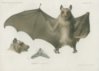 Epomophorus cryptorus, Wilhelm Karl Hartwich Peters