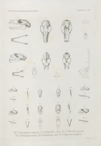 Epomophorus crypturus. Phyllorrhina vittata. Phyllorrhina gracilis. Rhinolophus lobatus. Emballonura afra. Taphozous leucopterus, Wilhelm Karl Hartwich Peters