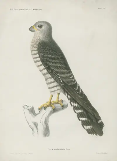 Falco zoniventris av Wilhelm Karl Hartwich Peters
