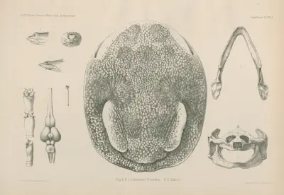 Fig. 1 – 8 Cycloderma frenatum 9. C. Aubryi., Wilhelm Karl Hartwich Peters